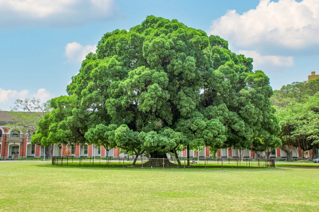 9. Mulga (Acacia aneura) (Image Credits: Unsplash)