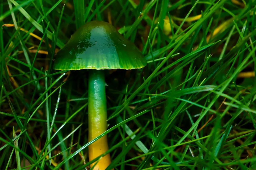 5. The Green-Spored Parasol (Chlorophyllum molybdites) (Image Credits: Unsplash)
