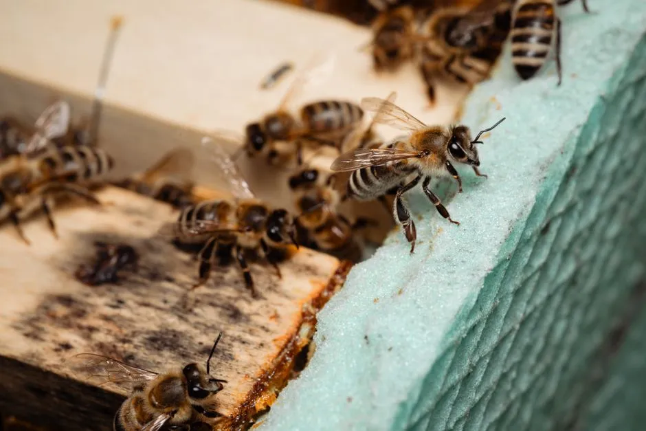 Male Bees Are the Main Flower Sleepers (Image Credits: Pexels)