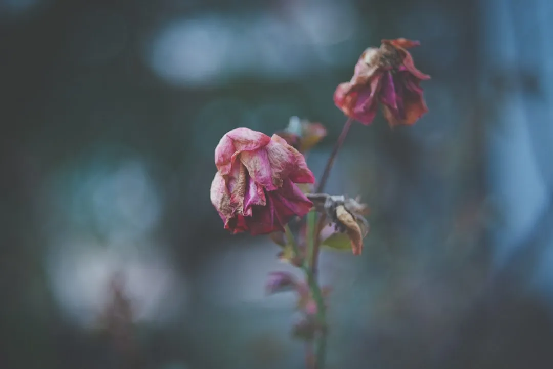 The Kitchen Is Often the Worst Room for Flowers (Image Credits: Unsplash)