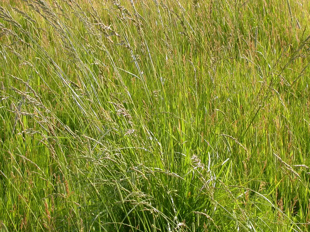 Choosing the Right Grass Makes a Real Difference (Matt Lavin, Flickr, CC BY-SA 2.0)