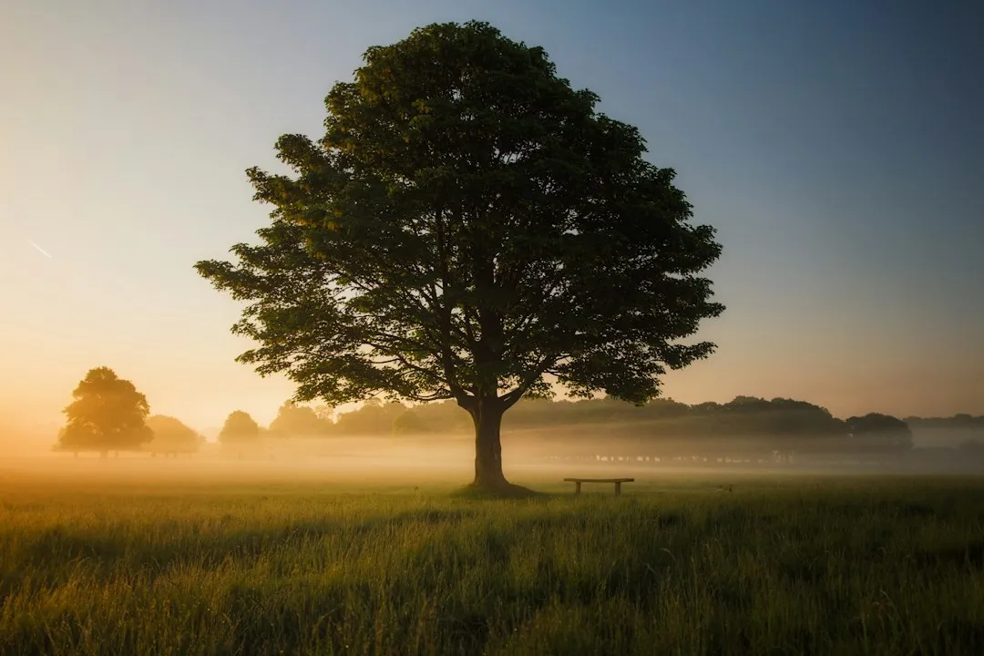 Heat Stress: When Temperature Alone Does the Damage (Image Credits: Unsplash)