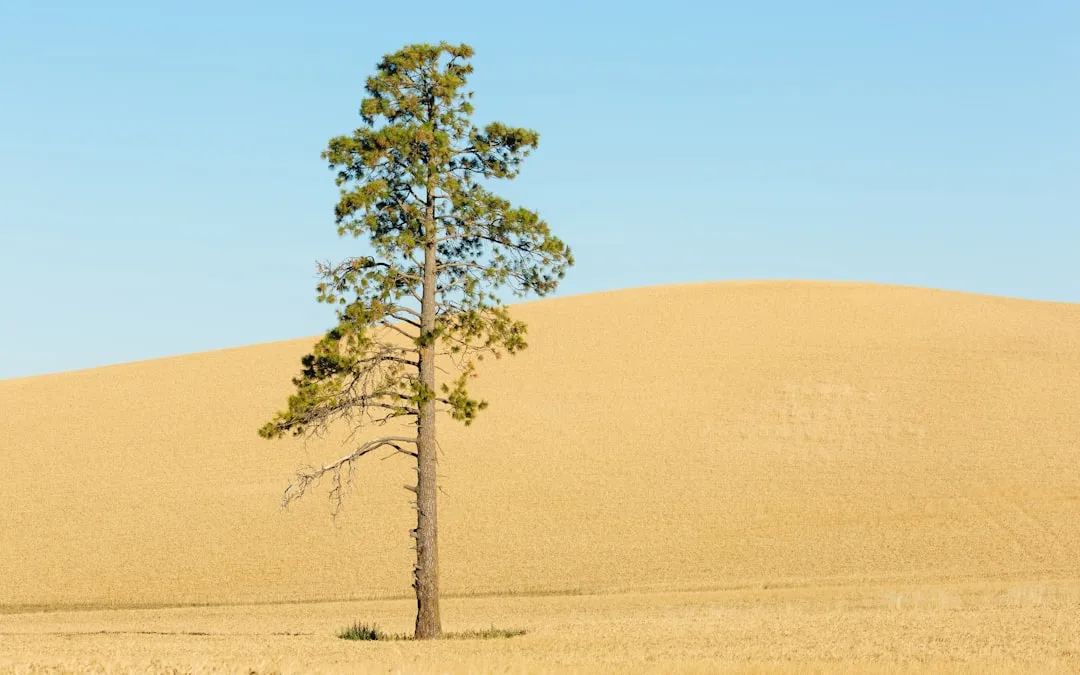 How Needles and Canopies Adapt (Image Credits: Unsplash)