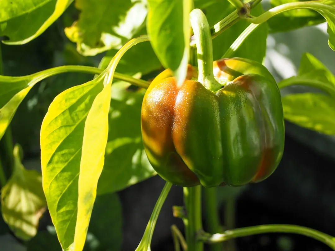The Telltale Sign Your Pepper Plants Are Struggling (Image Credits: Unsplash)