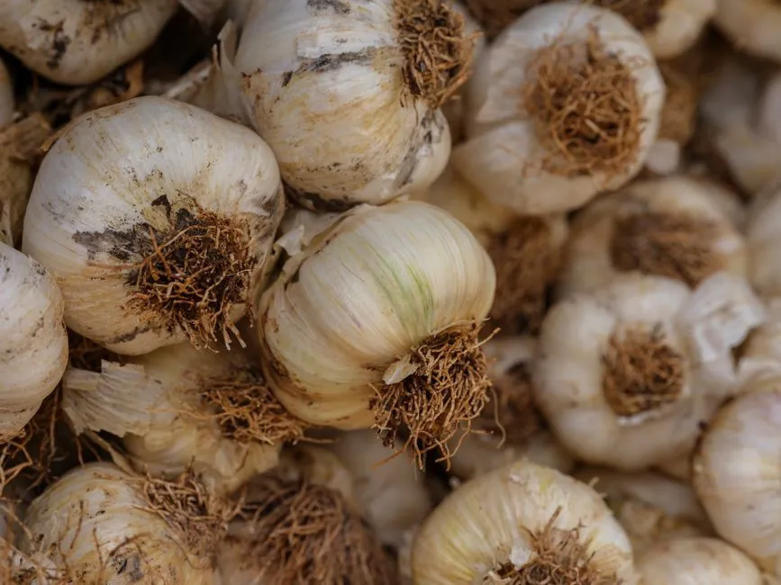 When Exactly to Plant for the Best Timing (Image Credits: Pexels)