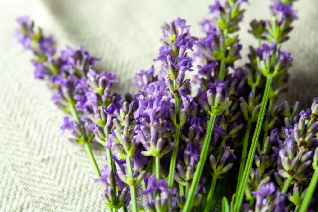 Nitrogen-Rich Soil Suppresses Flowers (martindelisle31, Flickr, CC BY 2.0)