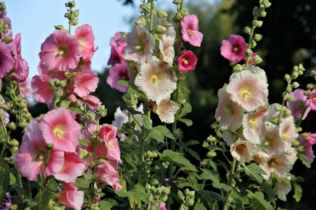 7. Hollyhocks: The Architectural Bloom Finding New Admirers (Image Credits: Unsplash)