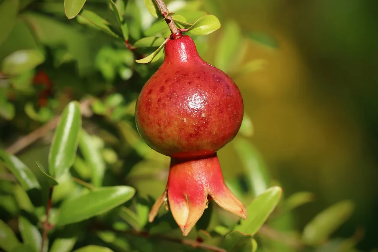 3. Pomegranate: Built for Valley Heat (Image Credits: Pixabay)