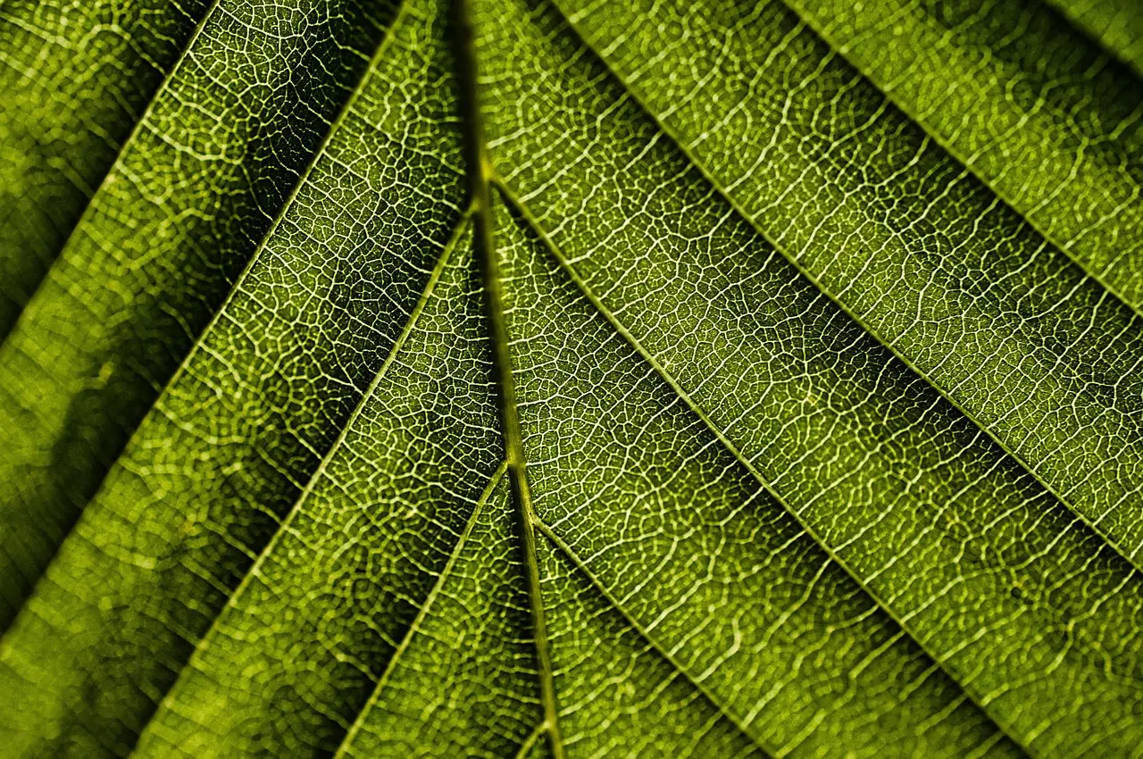 Reading Plant Health Through Fluorescence Signals (Image Credits: Pixabay)