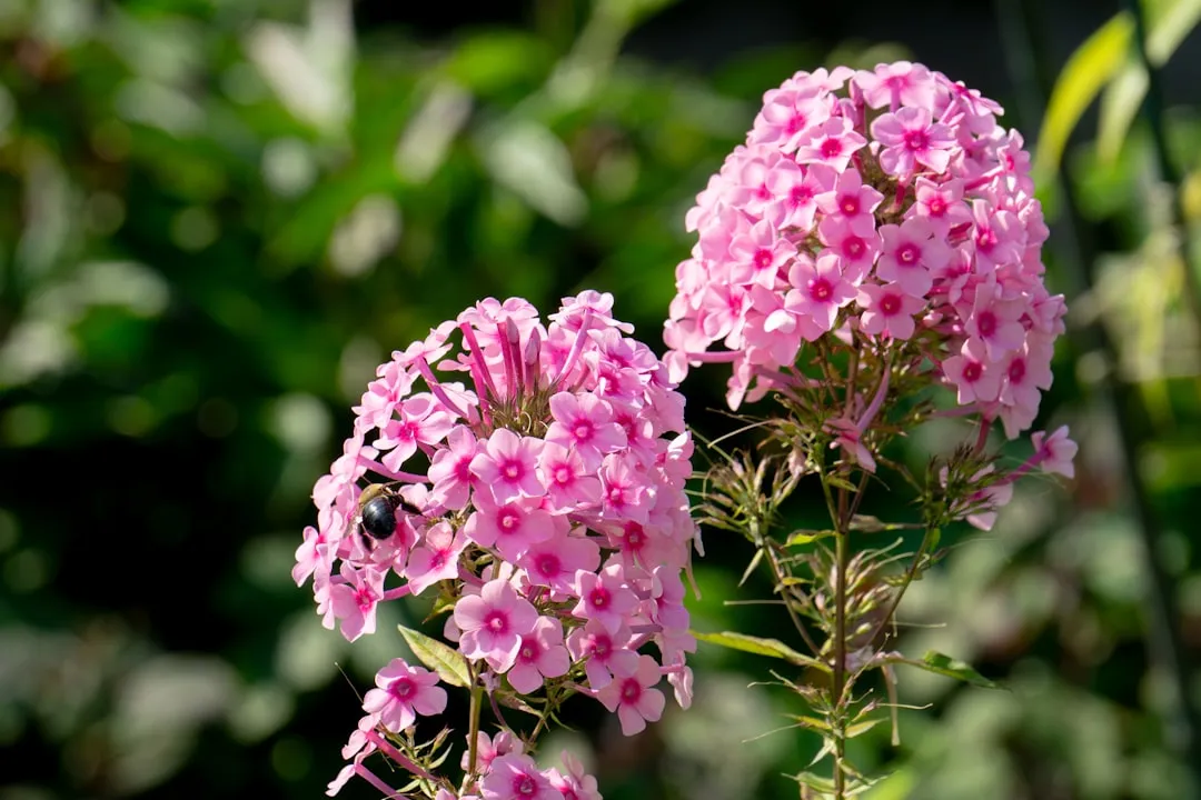 Add Native Honeysuckle and Phlox for Tubular Blooms (Image Credits: Unsplash)