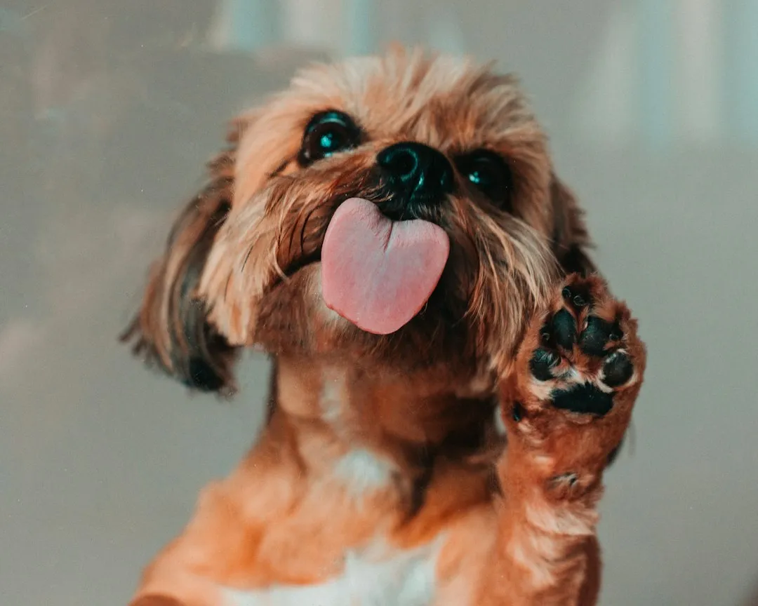 Watch for Excessive Licking After the Walk (Image Credits: Unsplash)