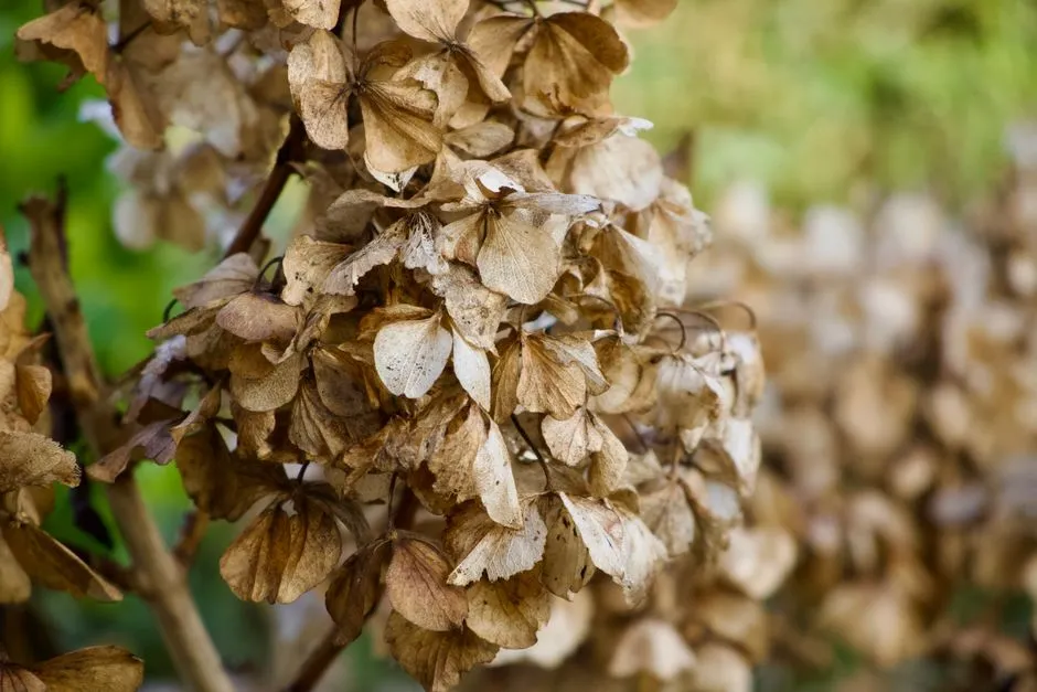 8. Don't Confuse It With Verticillium Wilt (Image Credits: Pexels)