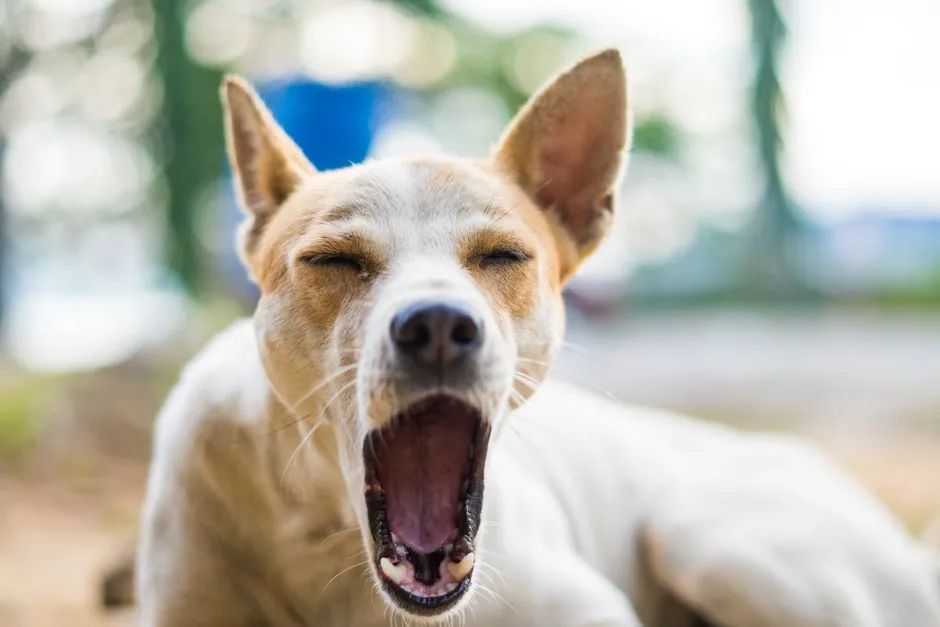 How Anxiety Yawning Actually Works in the Body (Image Credits: Pexels)