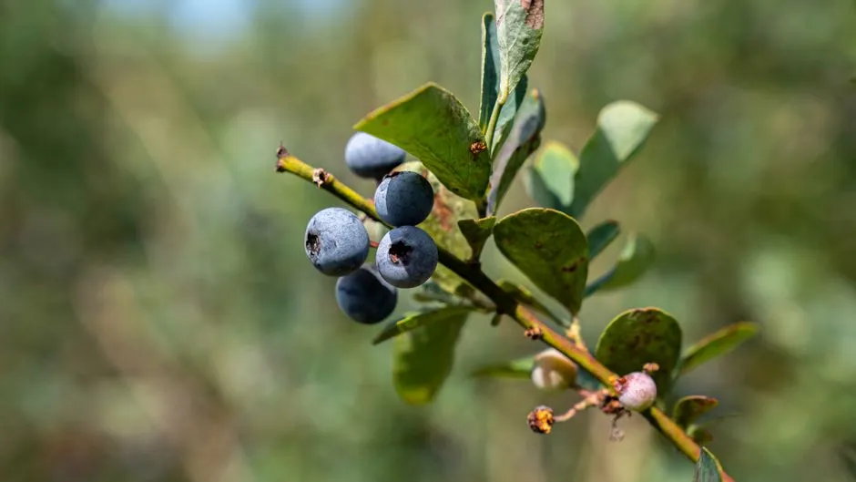Understanding the Perennial Growth Cycle (Image Credits: Pexels)