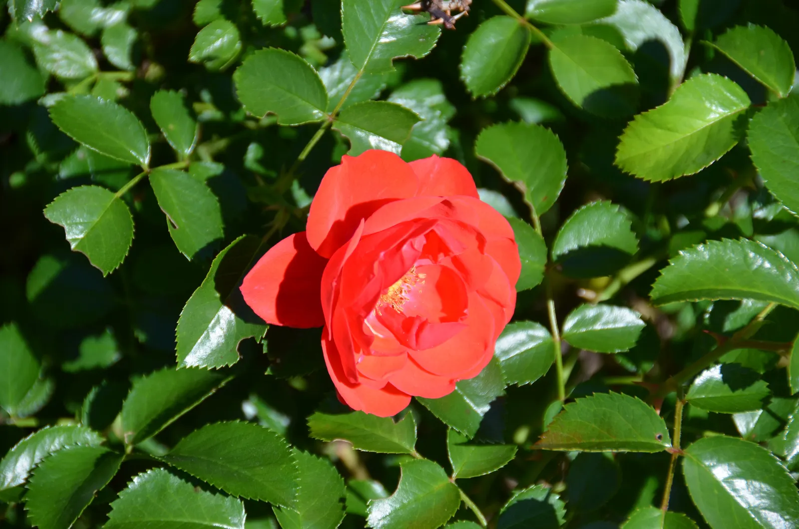 The Takeaway (Rosa 'FLOWER CARPET Scarlet' 6/2021 Rose-, CC BY-SA 2.0)