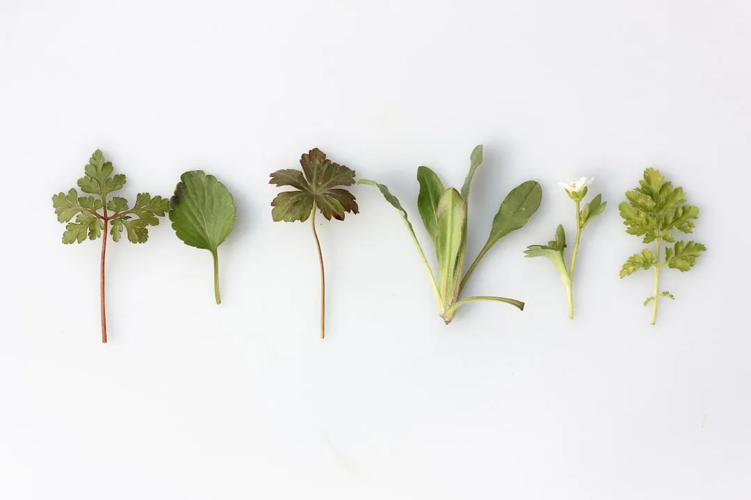 A Growing Market Behind the Trend (Image Credits: Unsplash)