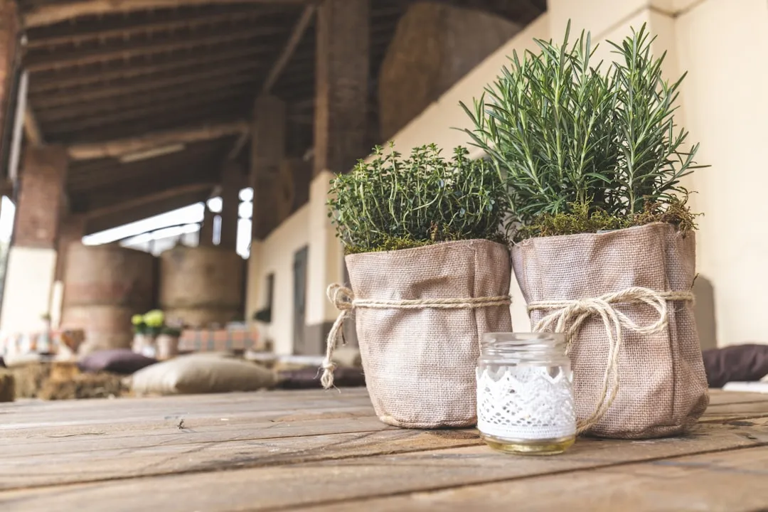 Container Plants Face Extra Risks (Image Credits: Unsplash)