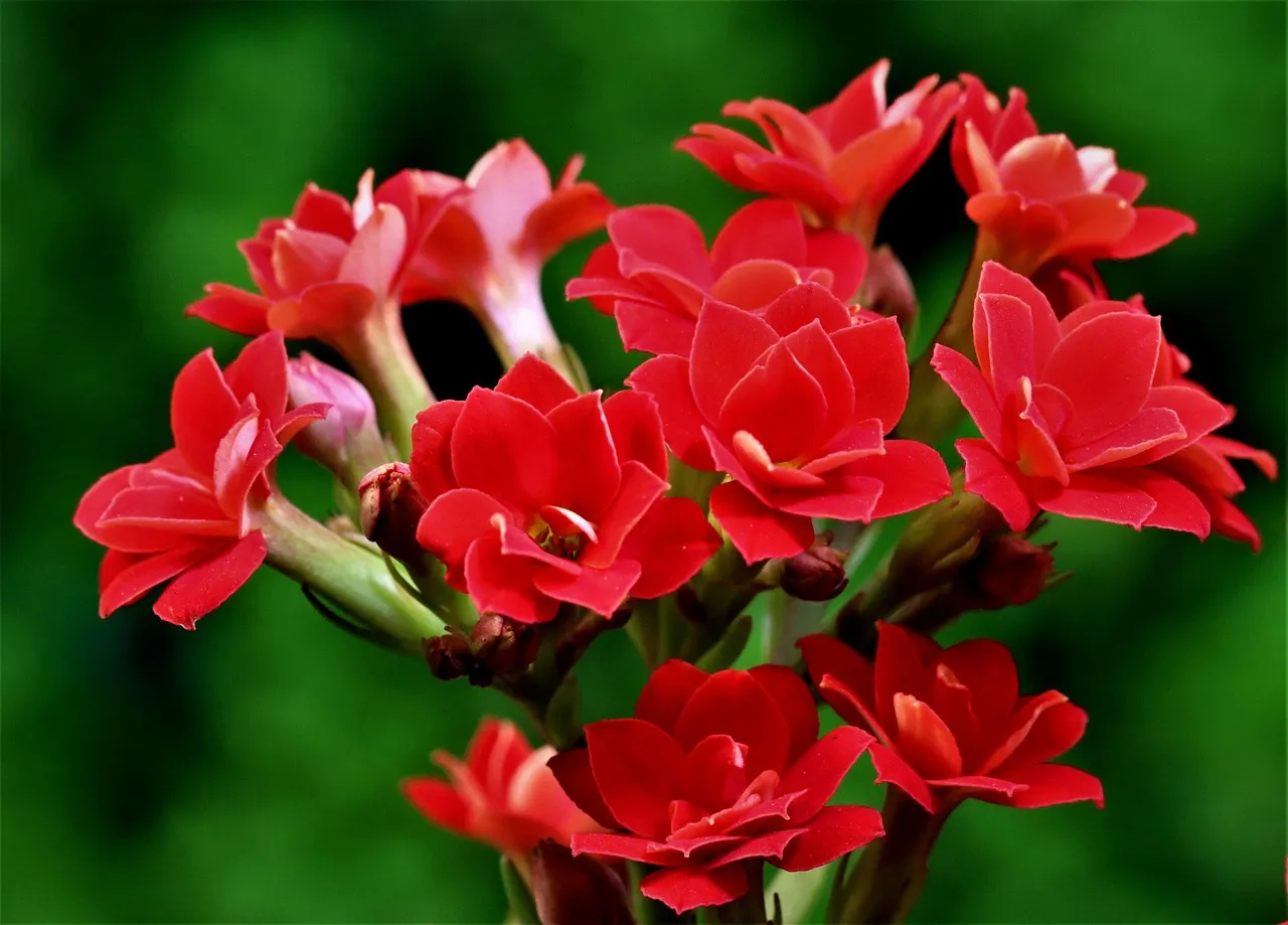 10. Kalanchoe: The Mood-Led Multitasker (Image Credits: Pixabay)