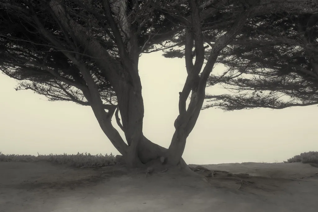 The Long View: Trees as Legacy Plantings in the Monterey Landscape (~jar{}, Flickr, CC BY 2.0)