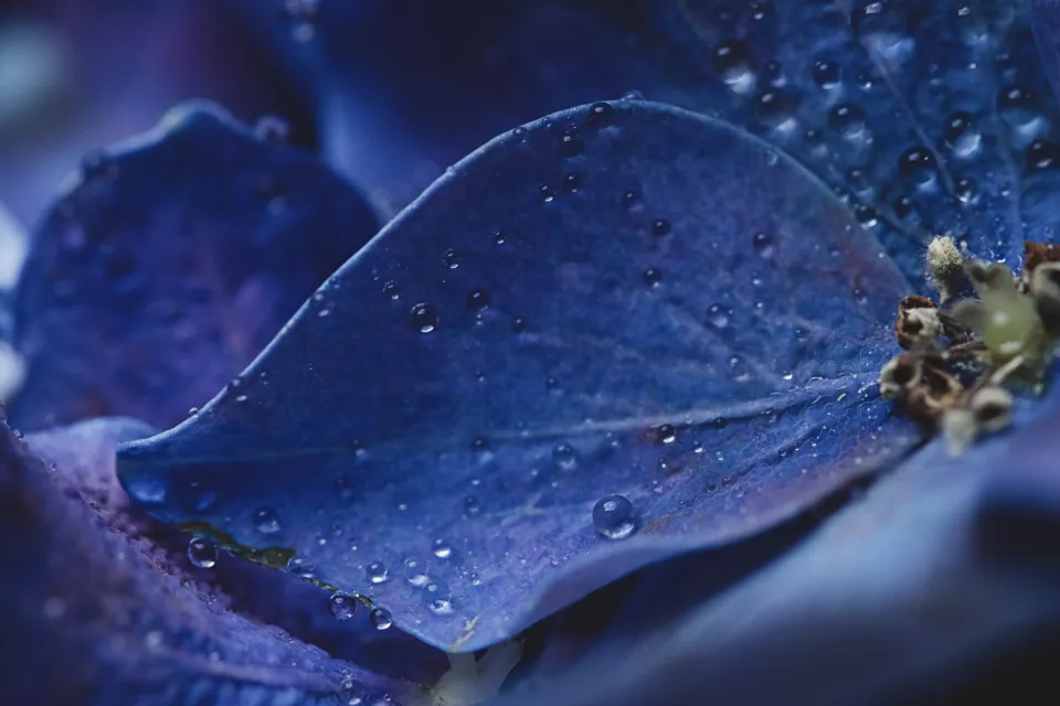Acidic Soil and the Making of Blue (Image Credits: Stocksnap)