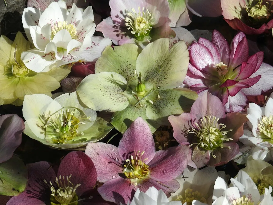 The Hellebore Family: Who They Are and Where They Come From (Image Credits: Unsplash)