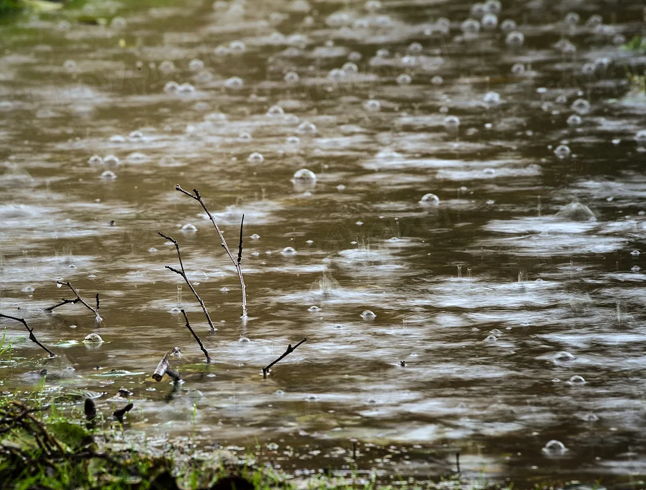 Runoff Carries Organic Material Into Your Water Source (Image Credits: Rawpixel)
