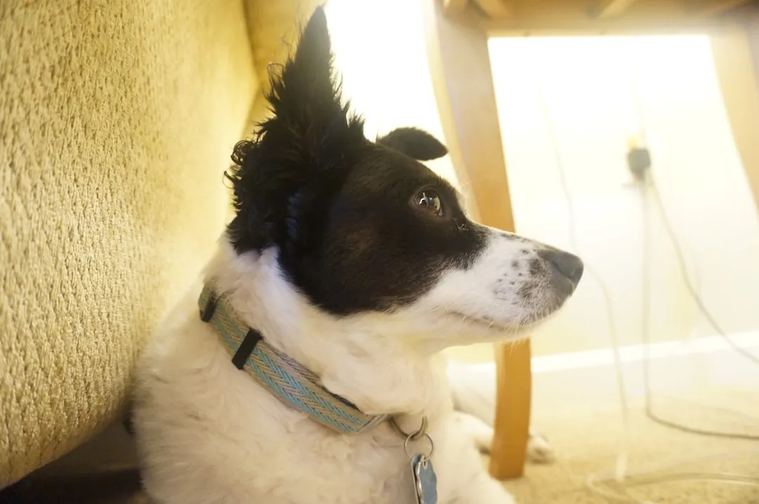 Static Electricity in the Fur (Image Credits: Unsplash)