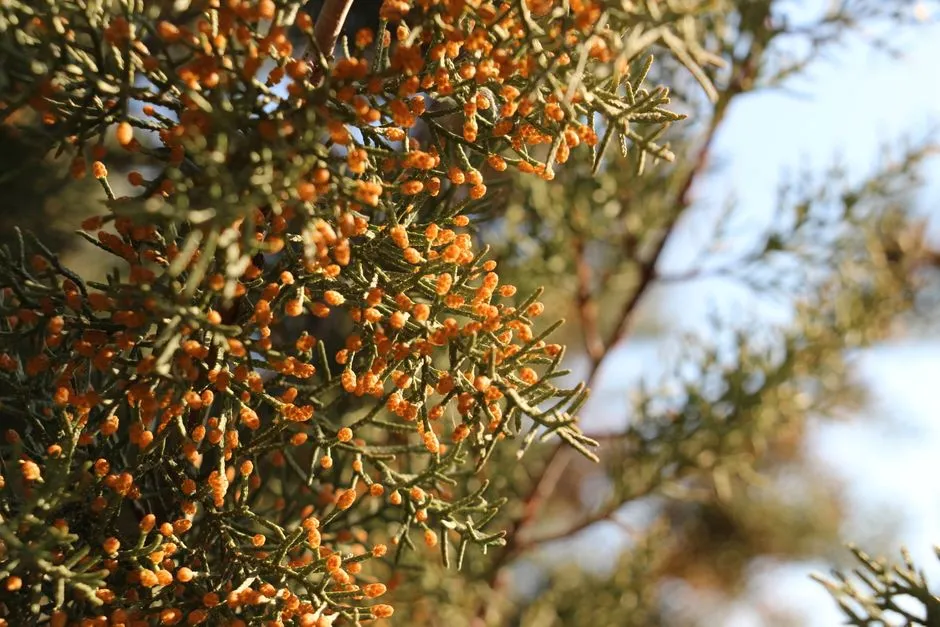 How Spores Spread to Other Trees (Image Credits: Pexels)