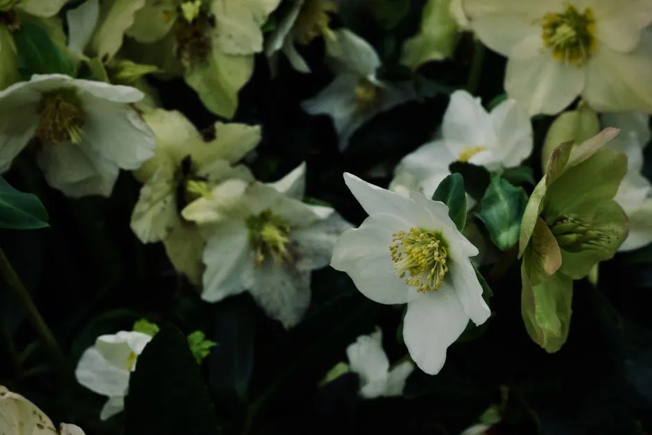1. Hellebore (Helleborus spp.): The Plant That Blooms in Snow (Image Credits: Pexels)