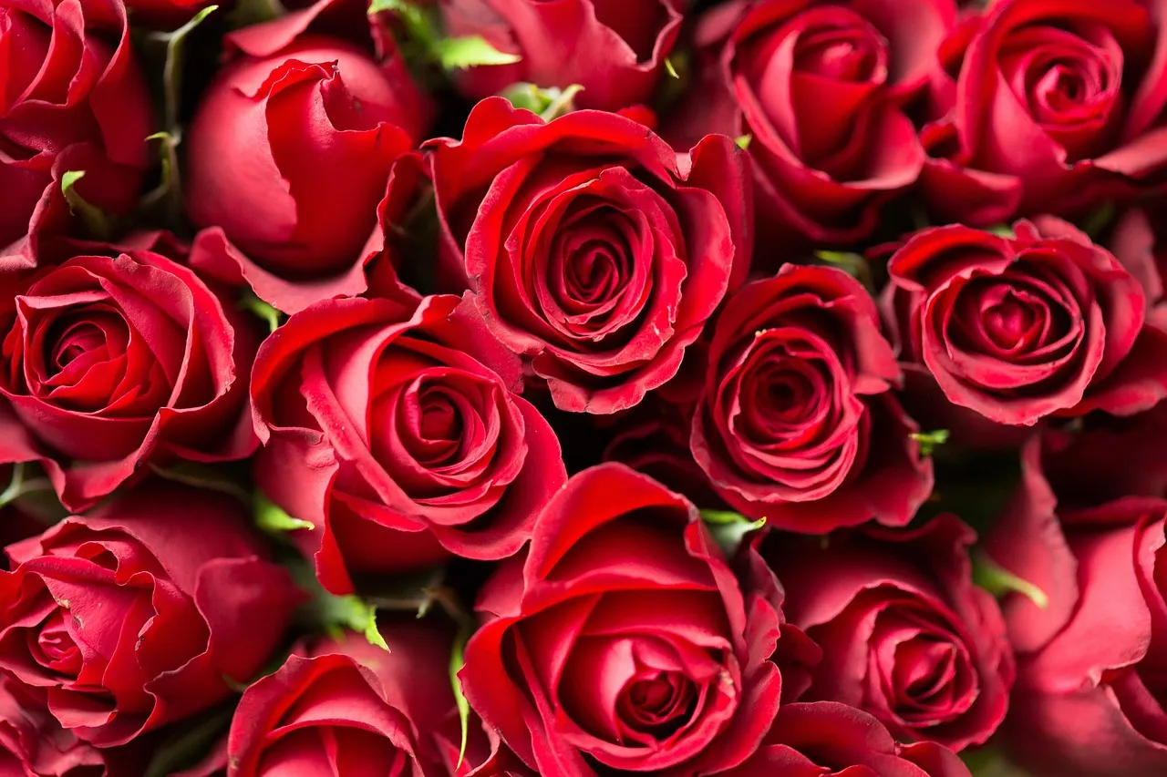The Arnold Rose: Lost, Then Found Again (Image Credits: Pixabay)