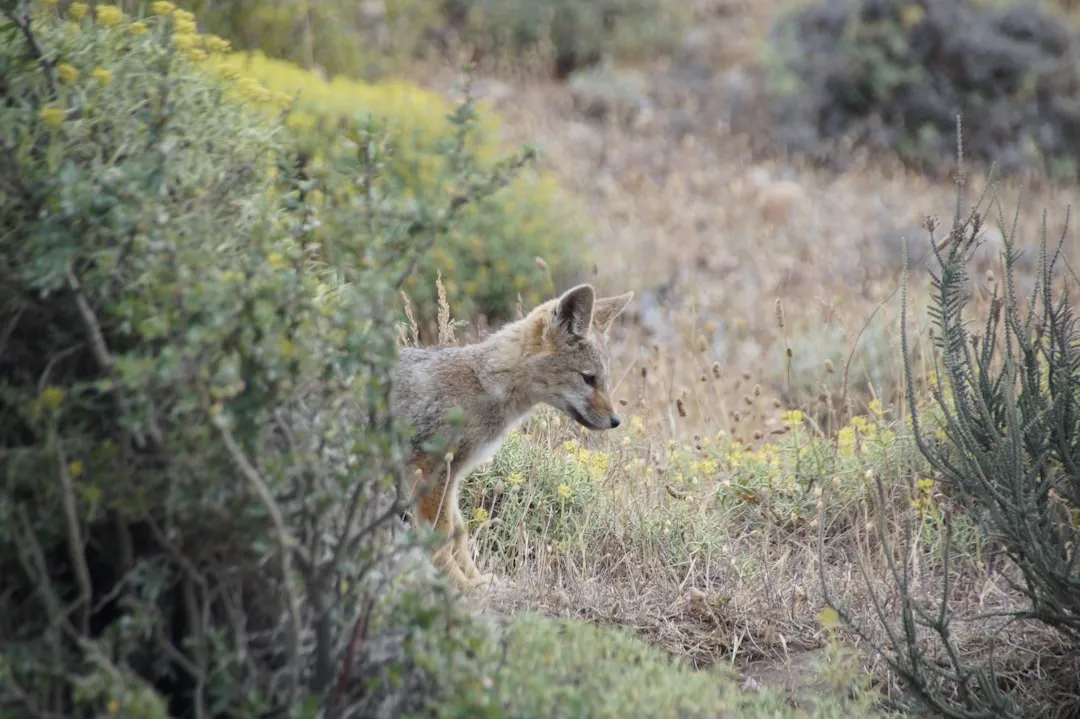 5. Coyote Brush (Baccharis pilularis): Sonoma's Own Heat-Hardy Native Shrub (Image Credits: Unsplash)