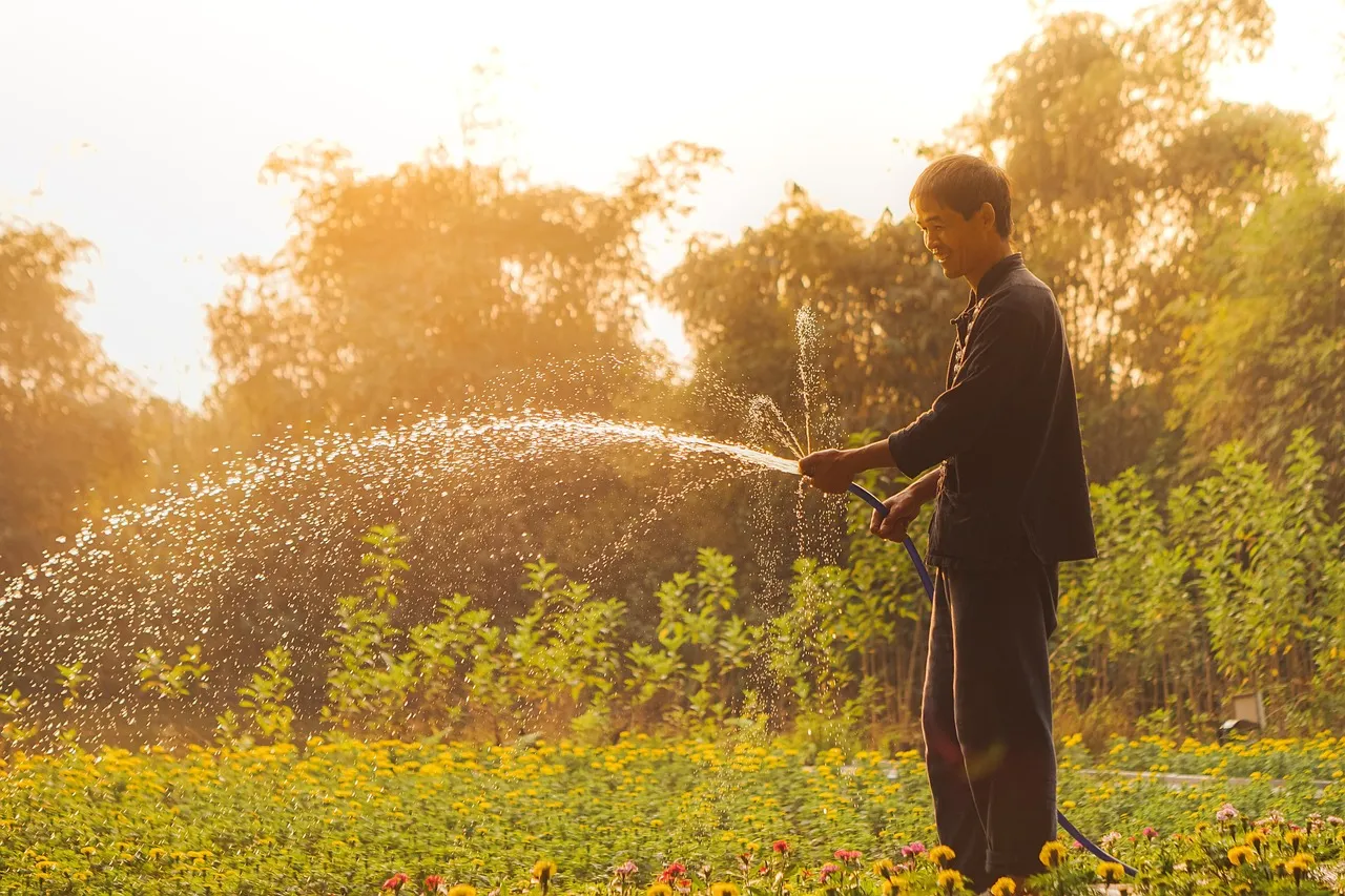 Watering at the Wrong Time of Day (Image Credits: Pixabay)