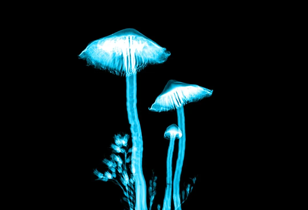 The Species Behind the Glow (Image Credits: Unsplash)