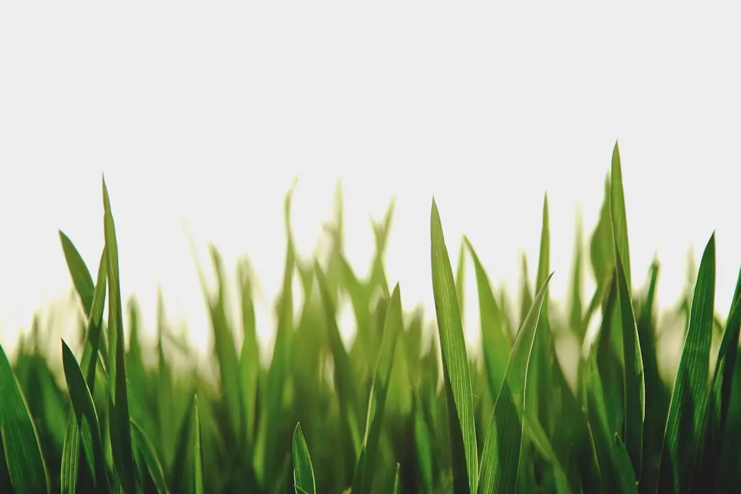 A Healthy Lawn Is Your Best Long-Term Defense (Image Credits: Unsplash)