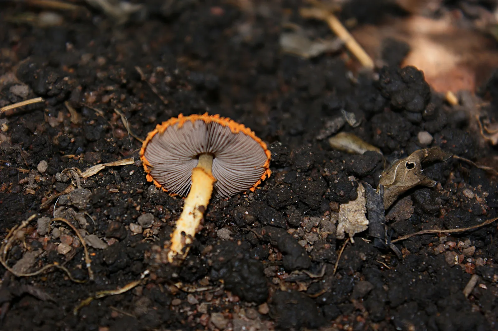 The CCA Problem: Arsenic in Your Garden Soil (This image is Image Number 143196 at Mushroom Observer, a source for mycological images., CC BY-SA 3.0)