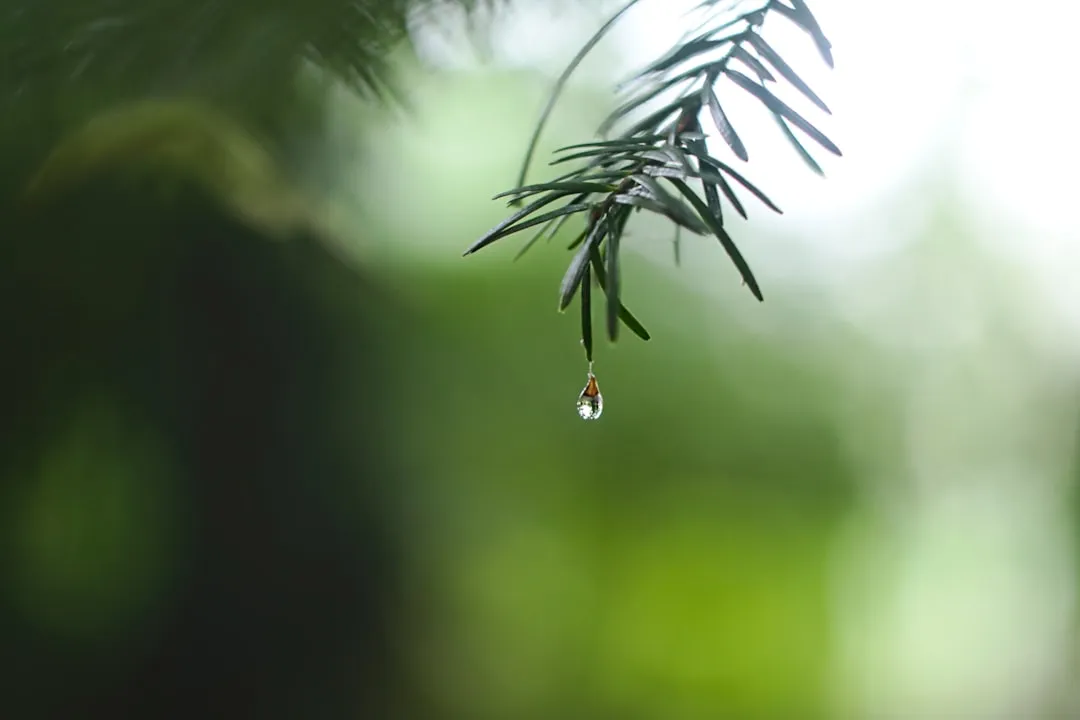 Thousands of Genes, One Raindrop (Image Credits: Unsplash)