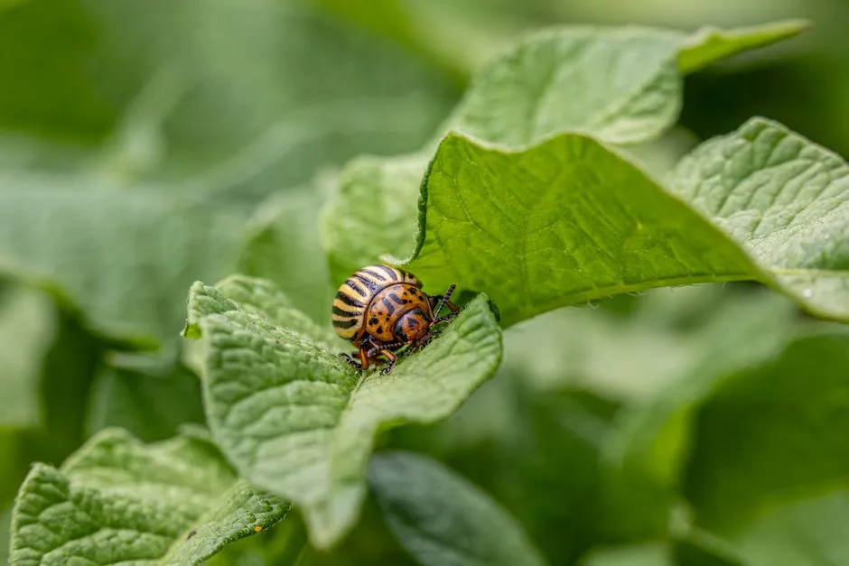 Pest Control Before You Bring Them Inside (Image Credits: Pexels)