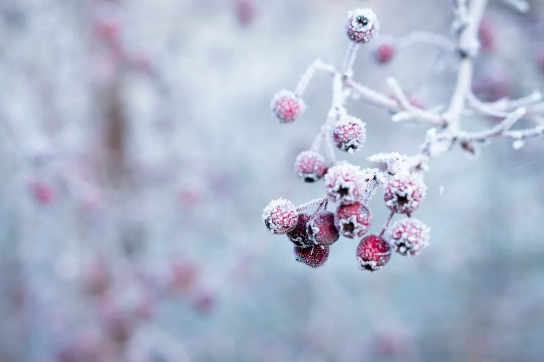 10. Snowberry (Symphoricarpos albus) (Image Credits: Unsplash)