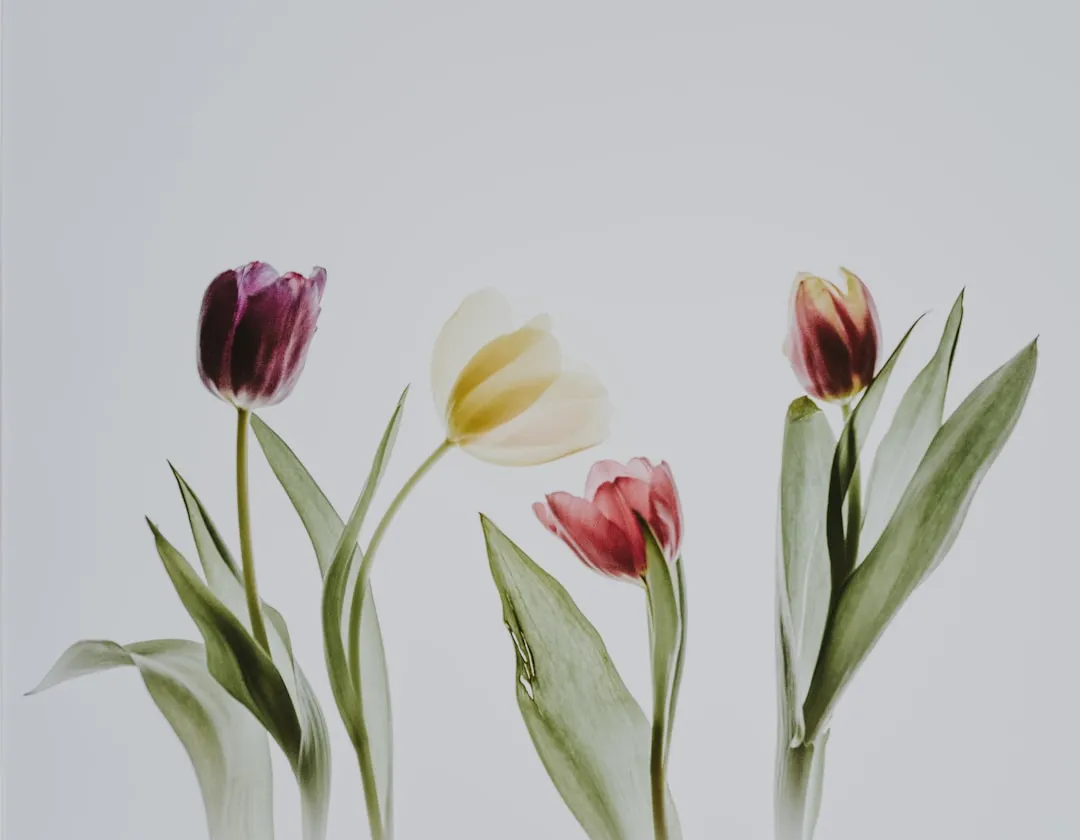 6. Pressed Flower Art (Image Credits: Unsplash)
