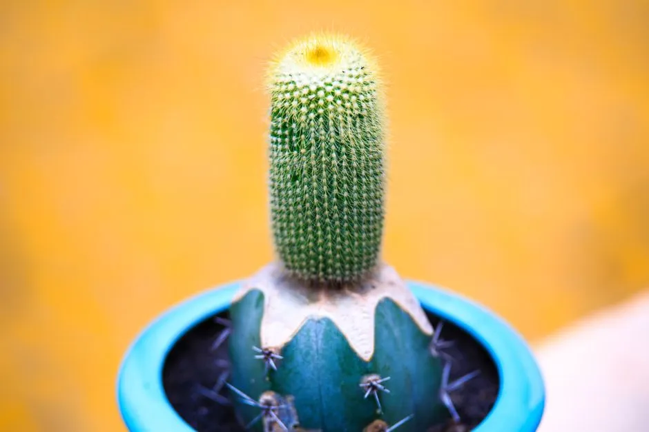 4. Cactus: The Desert Native You're Probably Overwatering Right Now (Image Credits: Pexels)