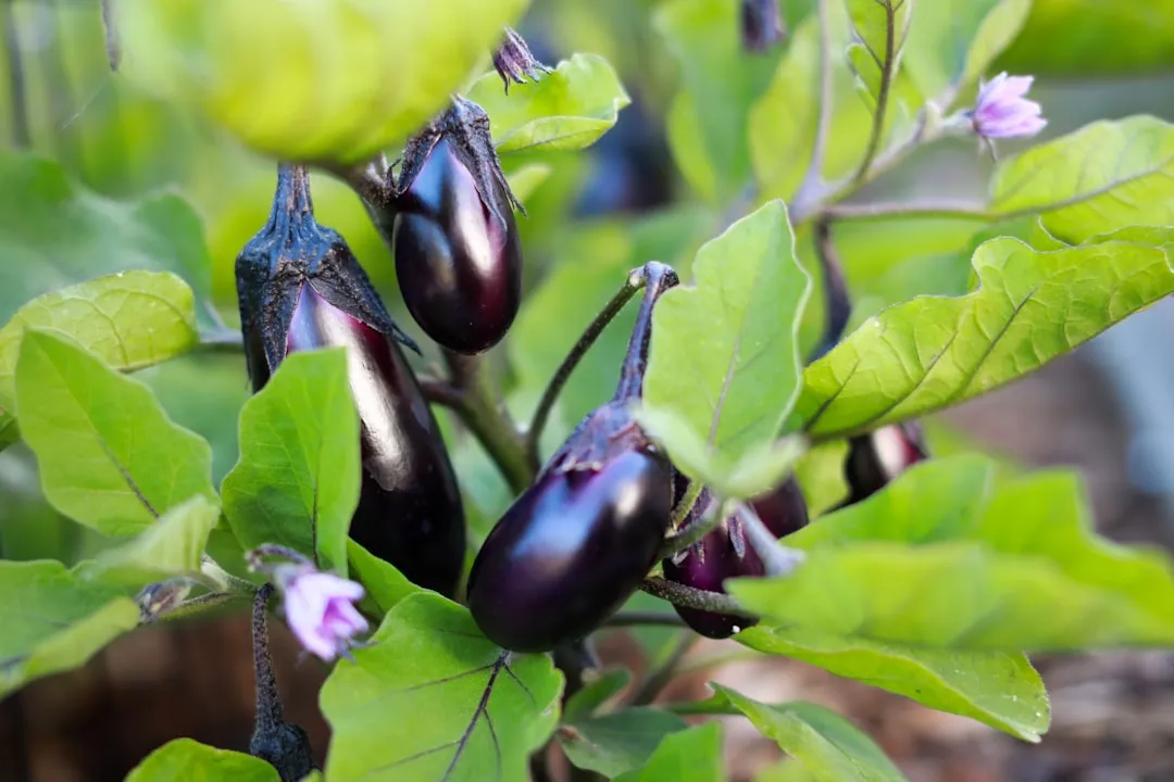 Variety Matters More Than Most Gardeners Realize (Image Credits: Unsplash)