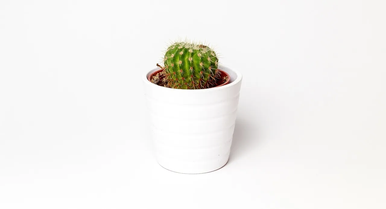 Conclusion: The Plant Doesn't Lie (Image Credits: Pixabay)