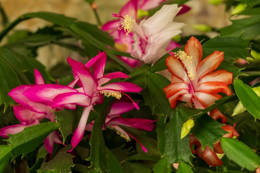 One More Holiday Cactus You Might Not Know About (Image Credits: Unsplash)