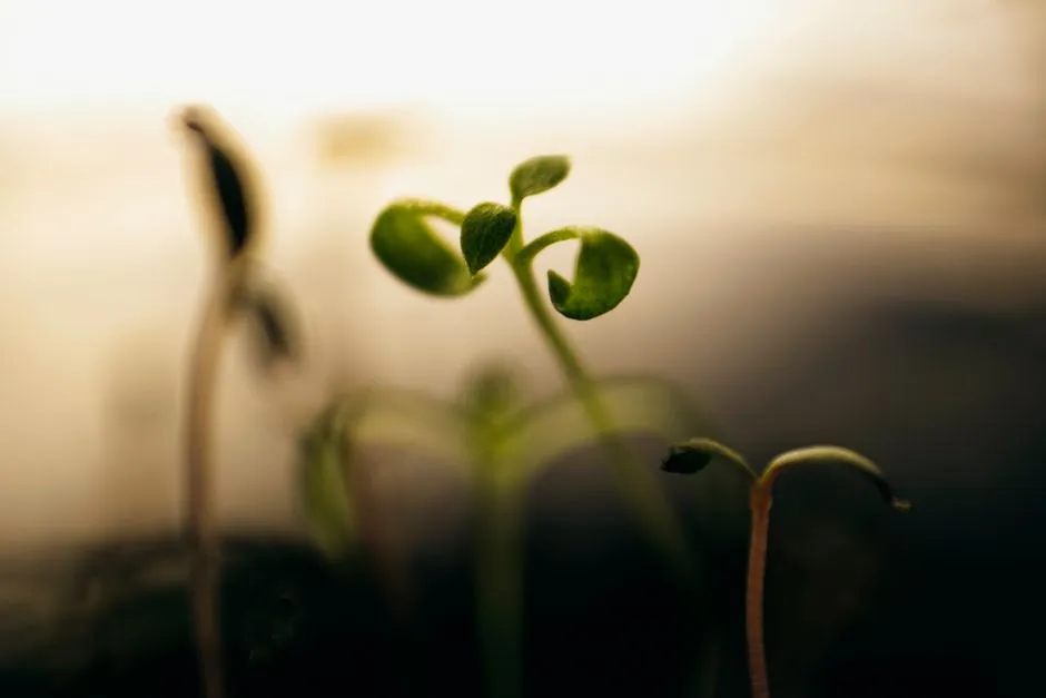 4. Underestimating What Wind Does to Young Stems (Image Credits: Pexels)