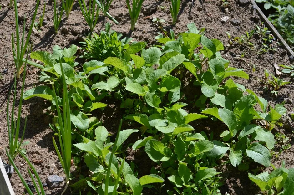 Some Crops Simply Don't Fit (Image Credits: Pexels)