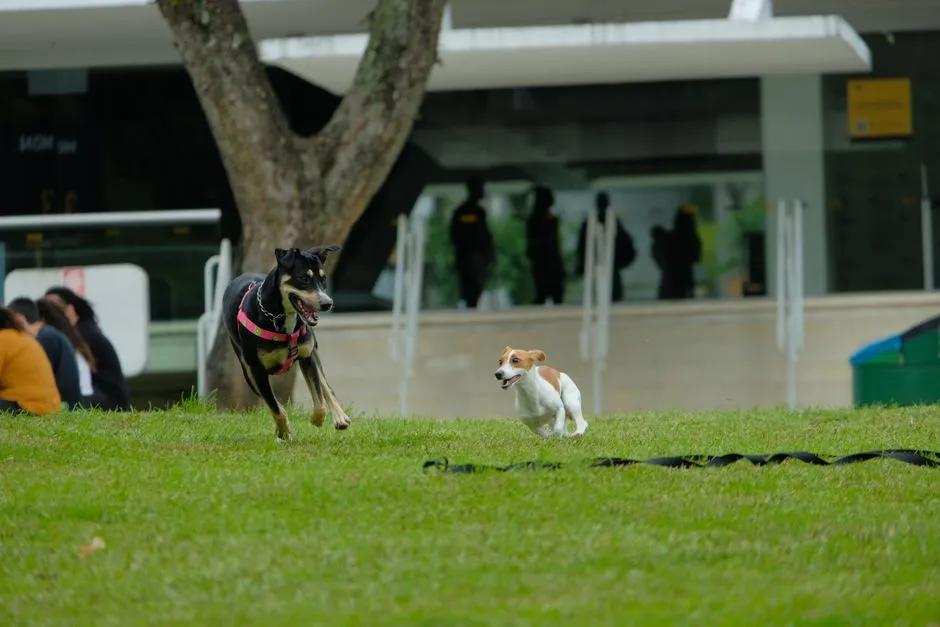 The Takeaway: Read the Whole Dog, Not Just the Tail (Image Credits: Pexels)