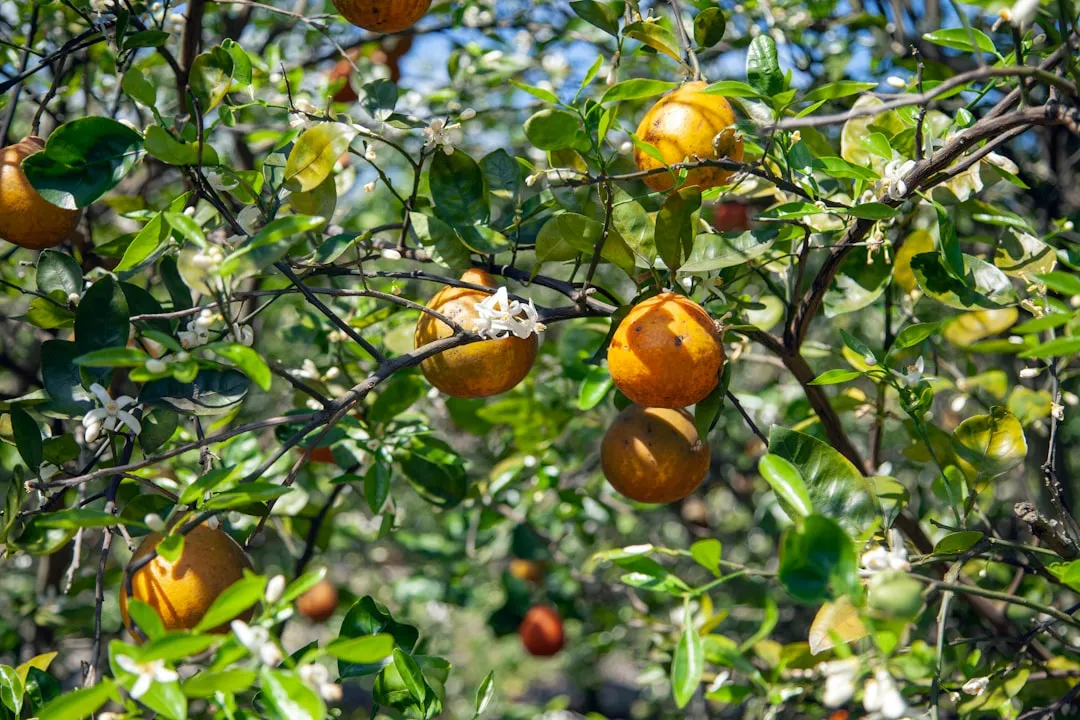 2. Orange Juice: A Structural Quality and Supply Crisis (Image Credits: Unsplash)