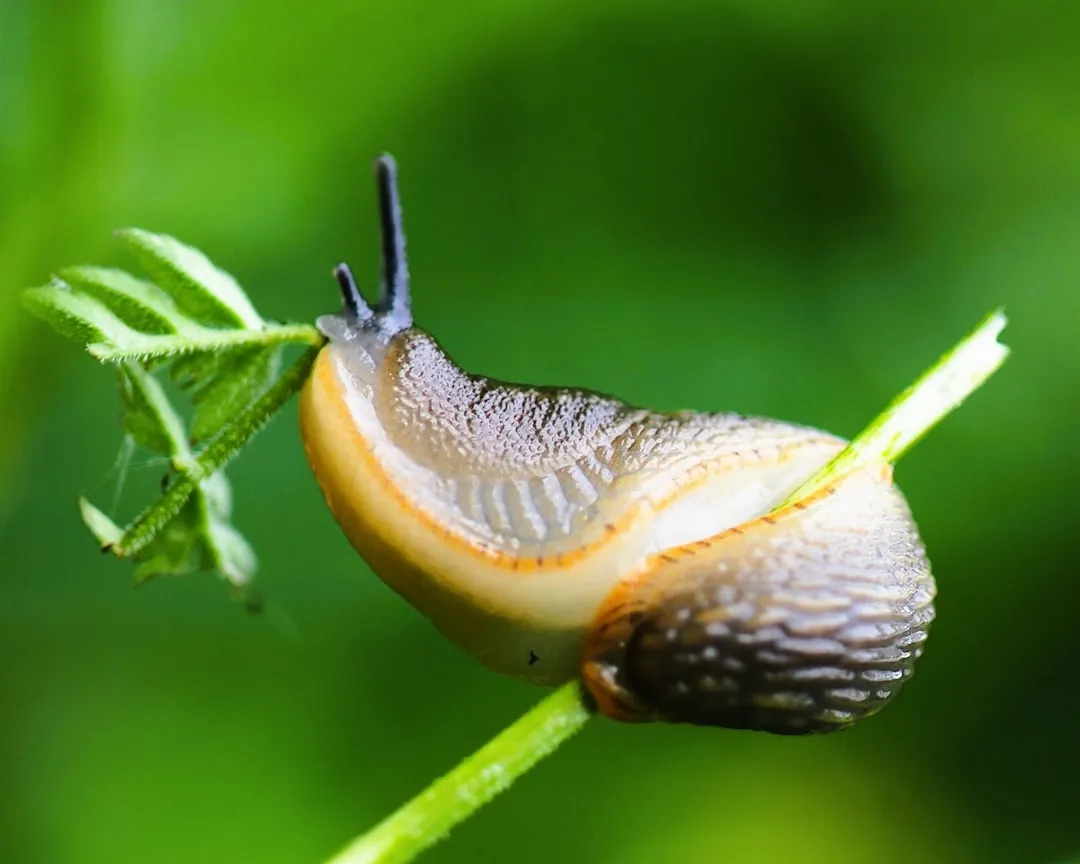 Slug and Snail Bait in the Garden (Image Credits: Unsplash)