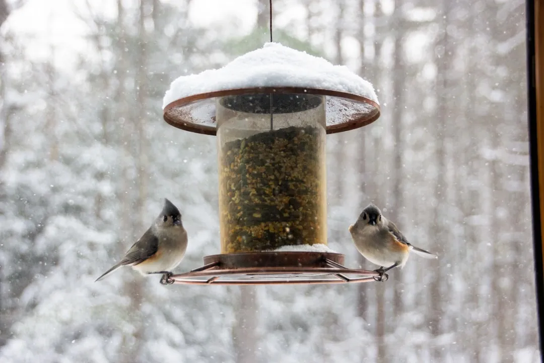 Feeder Placement and Social Behavior (Image Credits: Unsplash)