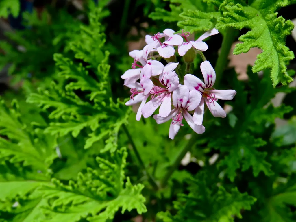 Cilantro and Coriander: Two Stages, One Very Useful Herb (Chic Bee, Flickr, CC BY 2.0)